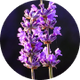 Aromatic